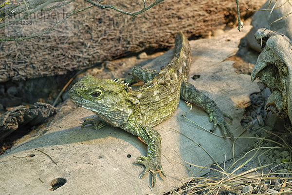 Brückenechse  Tuatara (Sphenodon punctatus)  endemische  stark bedrohte Tierart  prähistorisches Reptil  Willowbank Wildlife Reserve  Christchurch  Südinsel  Neuseeland