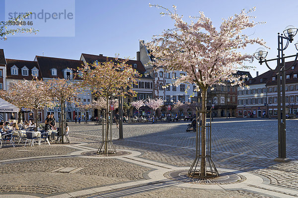 Marktplatz mit Mandelbaumblüte  Landau  Deutsche Weinstraße  Pfalz  Rheinland-Pfalz  Deutschland  Europa