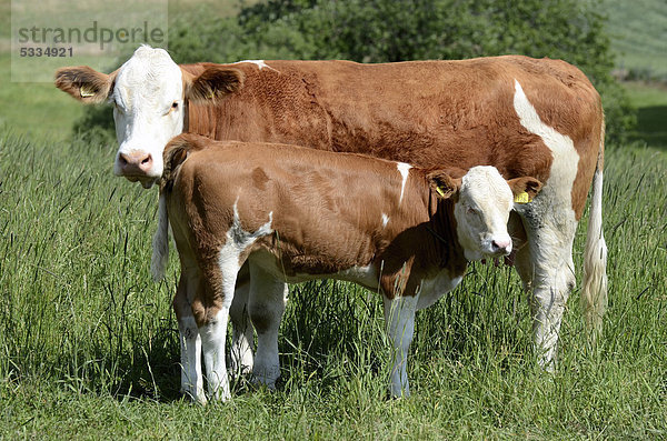 Hereford-Kuh mit Kalb auf einer Wiese