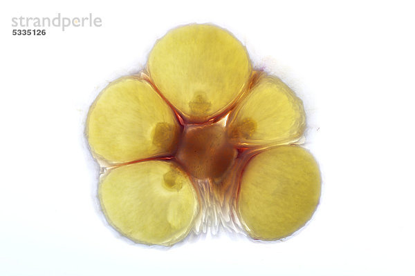 Frischer Knoblauch (Allium sativum)  Knoblauchknolle  Querschnitt