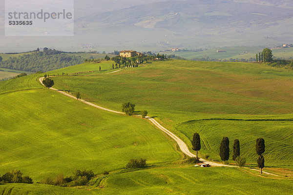 Zypressen (Cupressus) und Felder bei Terrapille  Pienza  Val d'Orcia  Toskana  Italien  Europa  ÖffentlicherGrund