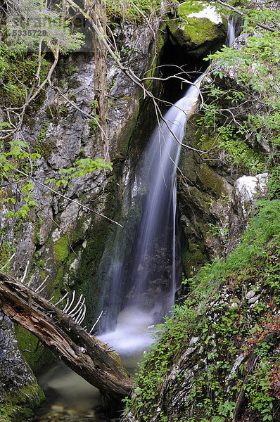 Wildbach  Wasserfall im Wald  Triglav Nationalpark  Slowenien  Europa