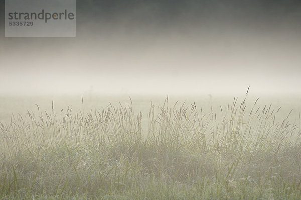 Morgenstimmung mit Nebel  Elbaue bei Dessau  Sachsen-Anhalt  Deutschland  Europa