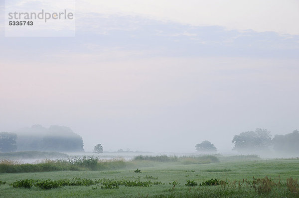 Morgenstimmung mit Nebel auf den Elbwiesen bei Dessau  Sachsen-Anhalt  Deutschland  Europa