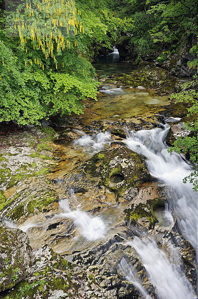 Wasserlauf der Radovna  Vintgarschlucht  Slowenien  Europa