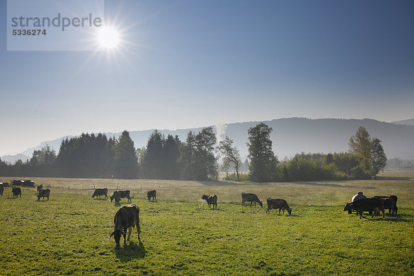 Kühe auf der Kuhweide  Werdenstein bei Immenstadt  Oberallgäu  Allgäu  Schwaben  Bayern  Deutschland  Europa  ÖffentlicherGrund