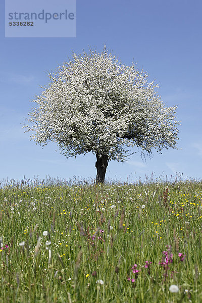 Blühender Apfelbaum (Malus) auf Wiese  Oberstaufen  Allgäu  Schwaben  Bayern  Deutschland  Europa