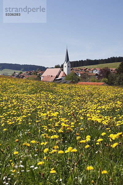 Löwenzahnwiese  Stiefenhofen  Oberallgäu  Allgäu  Schwaben  Bayern  Deutschland  Europa