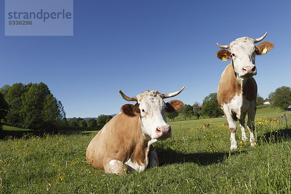 Kühe auf Weide  Warngau  Oberland  Oberbayern  Bayern  Deutschland  Europa  ÖffentlicherGrund