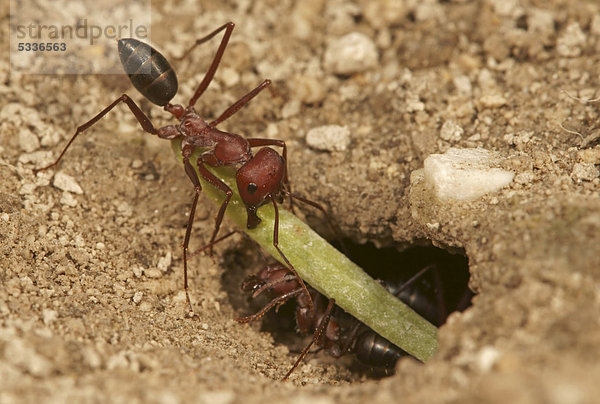 Ernteameise (Messor sp)  Nordbulgarien  Bulgarien  Europa