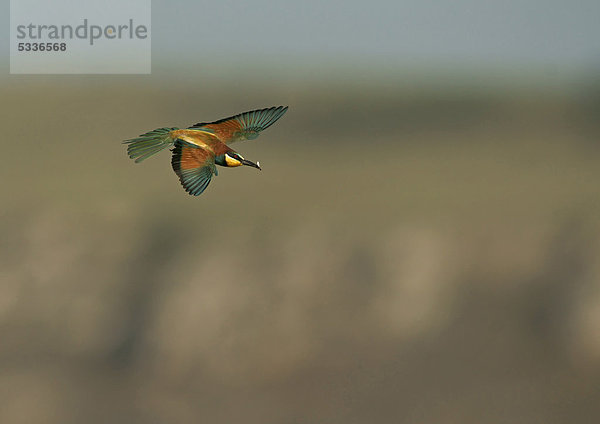 Bienenfresser (Merops apiaster) im Flug  Nordbulgarien  Bulgarien  Europa