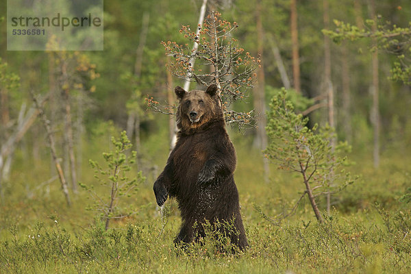 Braunbär (Ursus arctos)  aufrecht stehend  Finnland  Europa