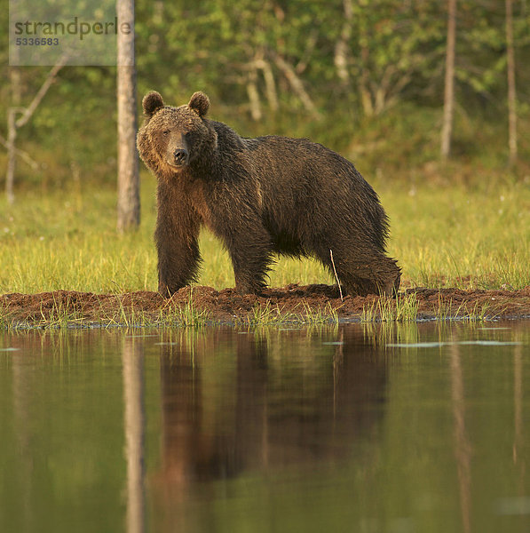 Braunbär (Ursus arctos) am Wasser  Finnland  Europa