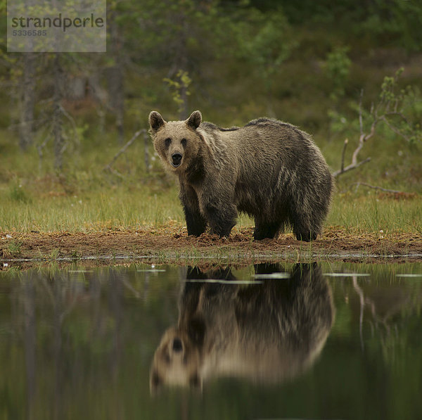 Braunbär (Ursus arctos) am Wasser  Finnland  Europa