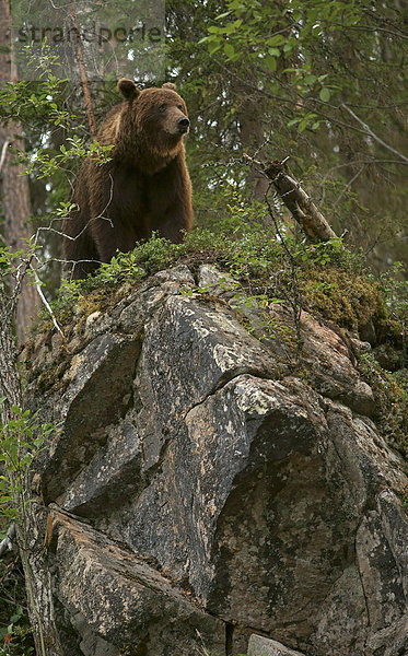 Braunbär (Ursus arctos) auf Fels  Finnland  Europa