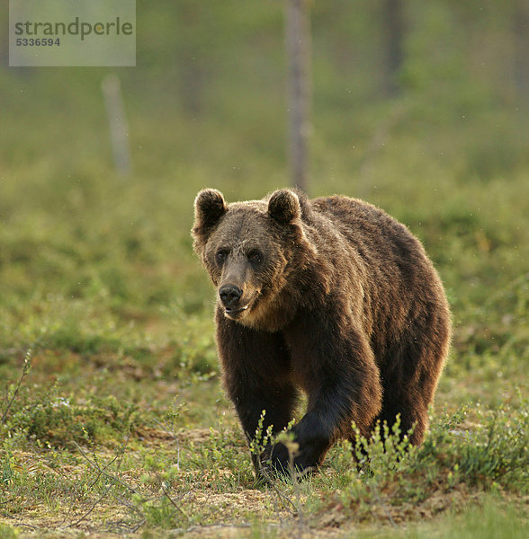 Braunbär (Ursus arctos)  Finnland  Europa