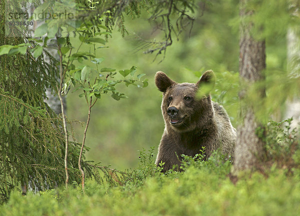 Braunbär (Ursus arctos)  Finnland  Europa