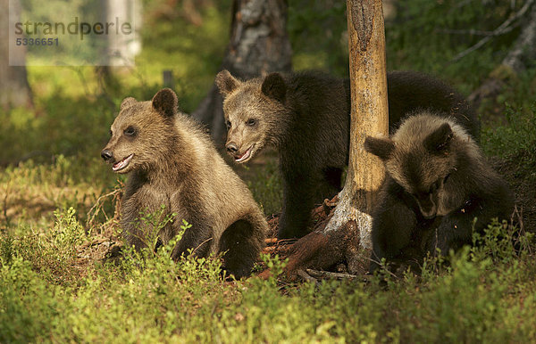 Junge Braunbären (Ursus arctos)  Finnland  Europa
