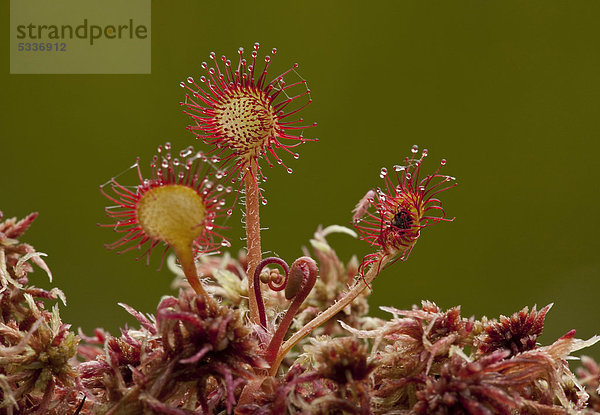 Rundblättriger Sonnentau (Drosera rotundifolia) in einem Biotop am Hochwechsel  Steiermark  Österreich  Europa