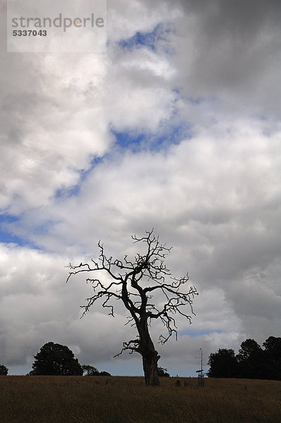 Toter Baum mit Regenwolken im Saltram Park  Plympton  Plymouth  Devon  England  Großbritannien  Europa