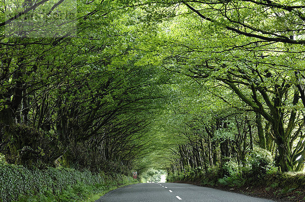Baumtunnel einer Buchenalle über einer Landstraße  Milton Abbot  Devon  England  Großbritannien  Europa