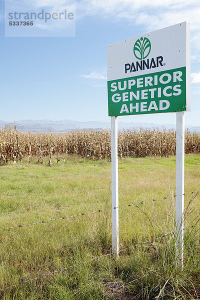 Testfeld für genetisch veränderte Maispflanzen  bei Winterton  KwaZulu-Natal Provinz  Südafrika  Afrika