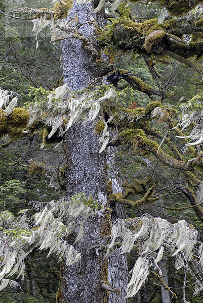 Baumflechten  Küstenregenwald  Hartley Bay  British Columbia  Kanada  Nordamerika