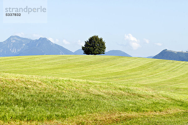 Kastanienbaum auf einer grünen Wiese  Chiemgau  Oberbayern  Deutschland  Europa