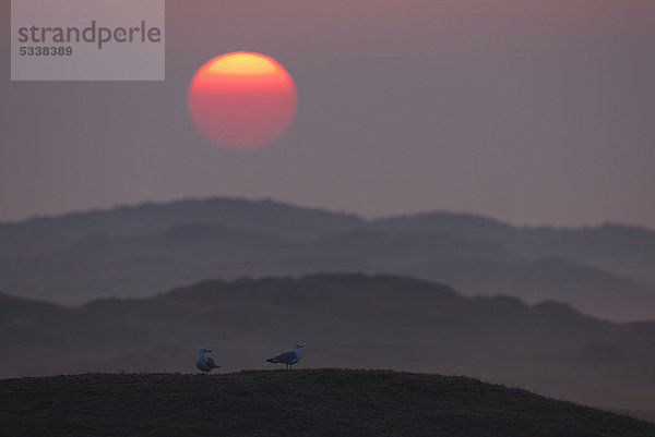 Sonnenaufgang  Silbermöwen (Larus argentatus)  Dünen  Texel  Niederlande  Europa