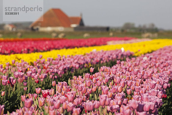 Tulpenfeld  Tulpen (Tulipa)  Texel  Niederlande  Europa