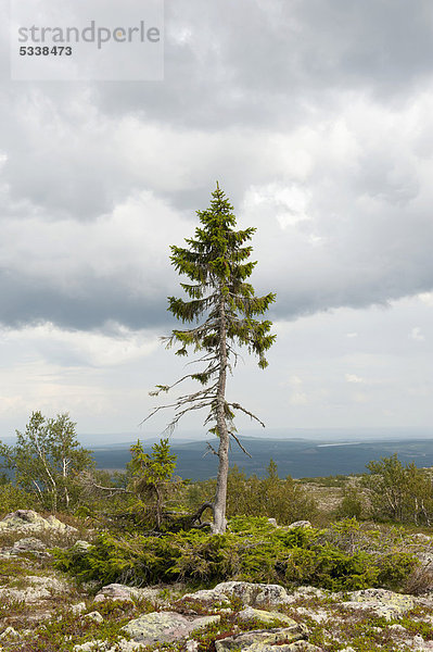 Old Tjikko  der älteste Baum der Welt  9550 Jahre alte Fichte (Picea abies)  Krummholz  Fulufjällets Nationalpark  bei Särna  Provinz Dalarna  Schweden  Skandinavien  Nordeuropa  Europa