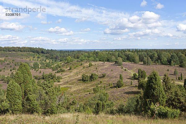 Totengrund  Lüneburger Heide  Niedersachsen  Deutschland  Europa