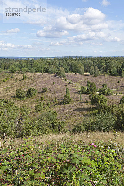 Totengrund  Lüneburger Heide  Niedersachsen  Deutschland  Europa