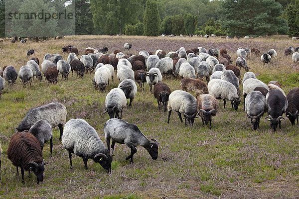 Heidschnucken-Herde in der Heide bei Wilsede  Lüneburger Heide  Niedersachsen  Deutschland  Europa