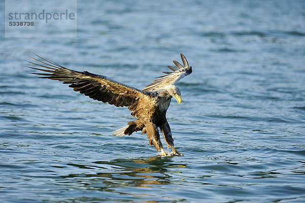 White-tailed Eagle (Haliaeetus albicilla)  approaching prey