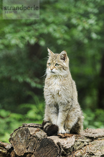 Europäische Wildkatze oder Waldkatze (Felis silvestris silvestris)  auf Baumstamm sitzend  Güstrow  Mecklenburg-Vorpommern  Deutschland  Europa