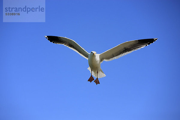 Westmöwe (Larus occidentalis)  adult  fliegend  Monterey  Kalifornien  USA  Amerika