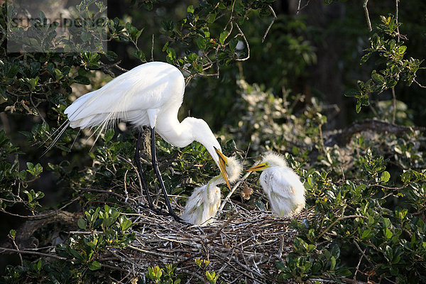 Silberreiher (Egretta alba)  Altvogel bei Fütterung der Jungvögel im Nest  Florida  USA  Amerika