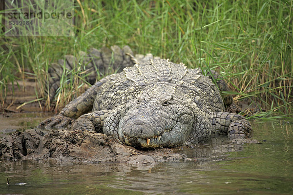 Nilkrokodil (Crocodylus niloticus)  St. Lucia Wetland Park  iSimangaliso-Wetland-Park  Kwazulu Natal  Südafrika  Afrika