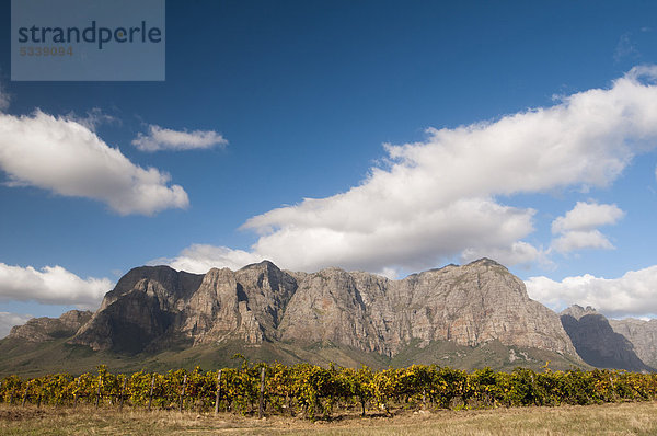 Das Weingut Zorgvliet Wine Estate vor den Simonsberg Mountains  Banhoek Valley bei Stellenbosch  Kapstadt  Südafrika  Afrika
