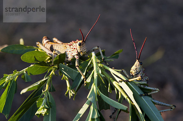 Kurzfühlerschrecken (Caelifera)  Kapama Game Reserve  Südafrika  Afrika