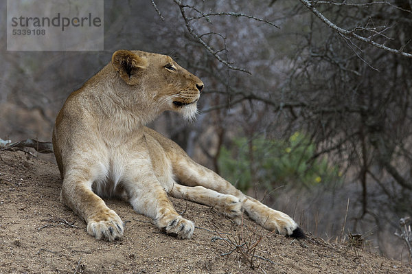 Löwe (Panthera leo)  Kapama Game Reserve  Südafrika  Afrika