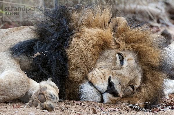 Löwe (Panthera leo)  Männchen  liegend  Kapama Game Reserve  Südafrika  Afrika