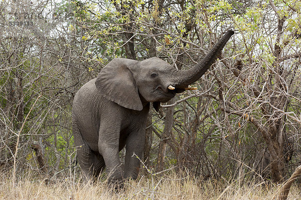 Afrikanischer Elefant (Loxodonta africana)  Kapama Game Reserve  Südafrika  Afrika