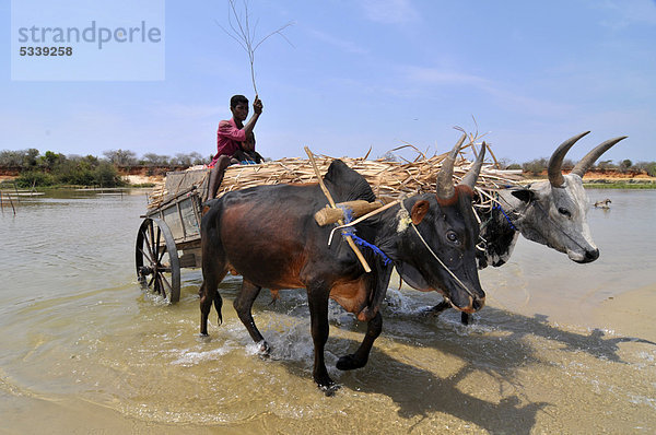 Ein Mann auf einem Zebukarren beim Überqueren eines Flusses im Westen von Madagaskar  Afrika  Indischer Ozean