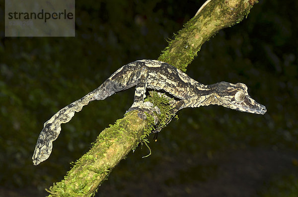 Blattschwanzgecko- oder Plattschwanzgecko-Art (Uroplatus gigantaeus) in den Regenwäldern im Norden von Madagaskar  Afrika  Indischer Ozean