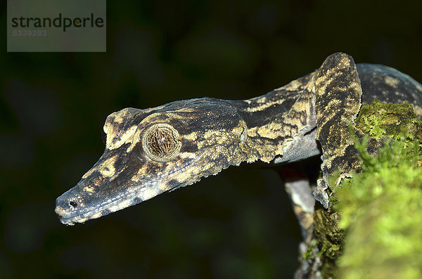 Extrem seltene Blattschwanzgecko- oder Plattschwanzgecko-Art (Uroplatus giganteus) in den Regenwäldern des Montagne d'Ambre  Madagaskar  Afrika  Indischer Ozean