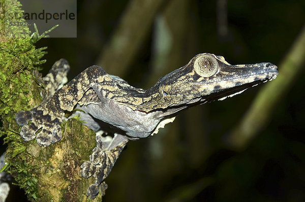 Extrem seltene Blattschwanzgecko- oder Plattschwanzgecko-Art (Uroplatus giganteus) in den Regenwäldern des Montagne d'Ambre  Madagaskar  Afrika  Indischer Ozean
