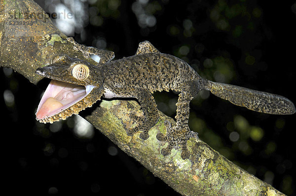 Blattschwanzgecko- oder Plattschwanzgecko-Art (Uroplatus fimbriatus) in Abwehrhaltung  Madagaskar  Afrika  Indischer Ozean
