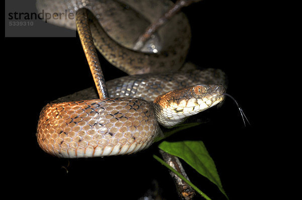 Eine nachtaktive Schlange der Gattung Madagascarophis colubrinus im Masoala Nationalpark  Madagaskar  Afrika  Indischer Ozean